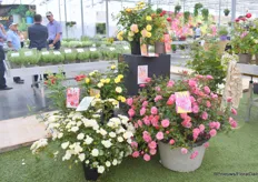 Street Colors of Meilland, a new landscape variety. “It works good in landscape but also in pot. We designed each color with a label, each has a place name. Flowers have an open shape, good disease tolerance and blooming all the time.”